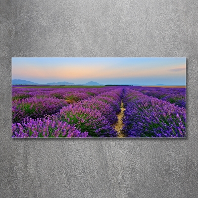 Glass picture wall art Lavender field