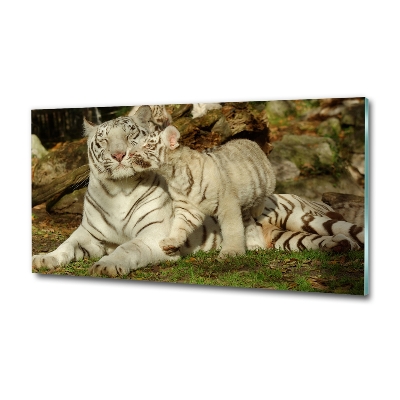 Wall art on glass Tigers