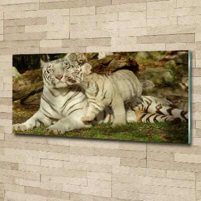 Wall art on glass Tigers