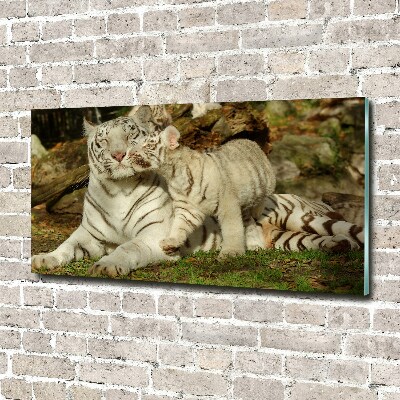 Wall art on glass Tigers