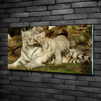 Wall art on glass Tigers