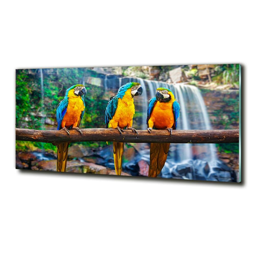 Glass art print Parrots on a branch