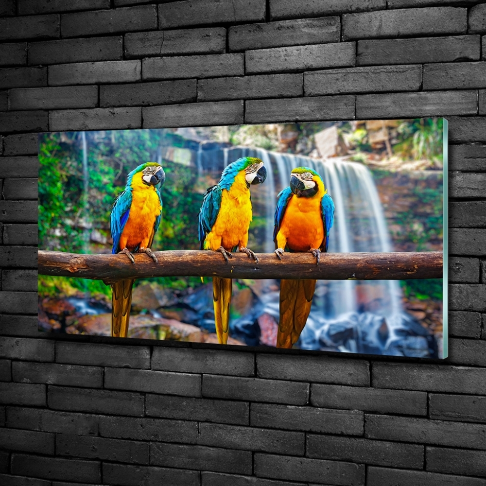 Glass art print Parrots on a branch