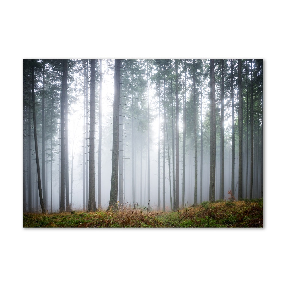 Printed glass wall art Fog in the forest