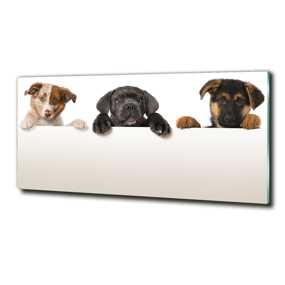 Wall art on glass Three puppies