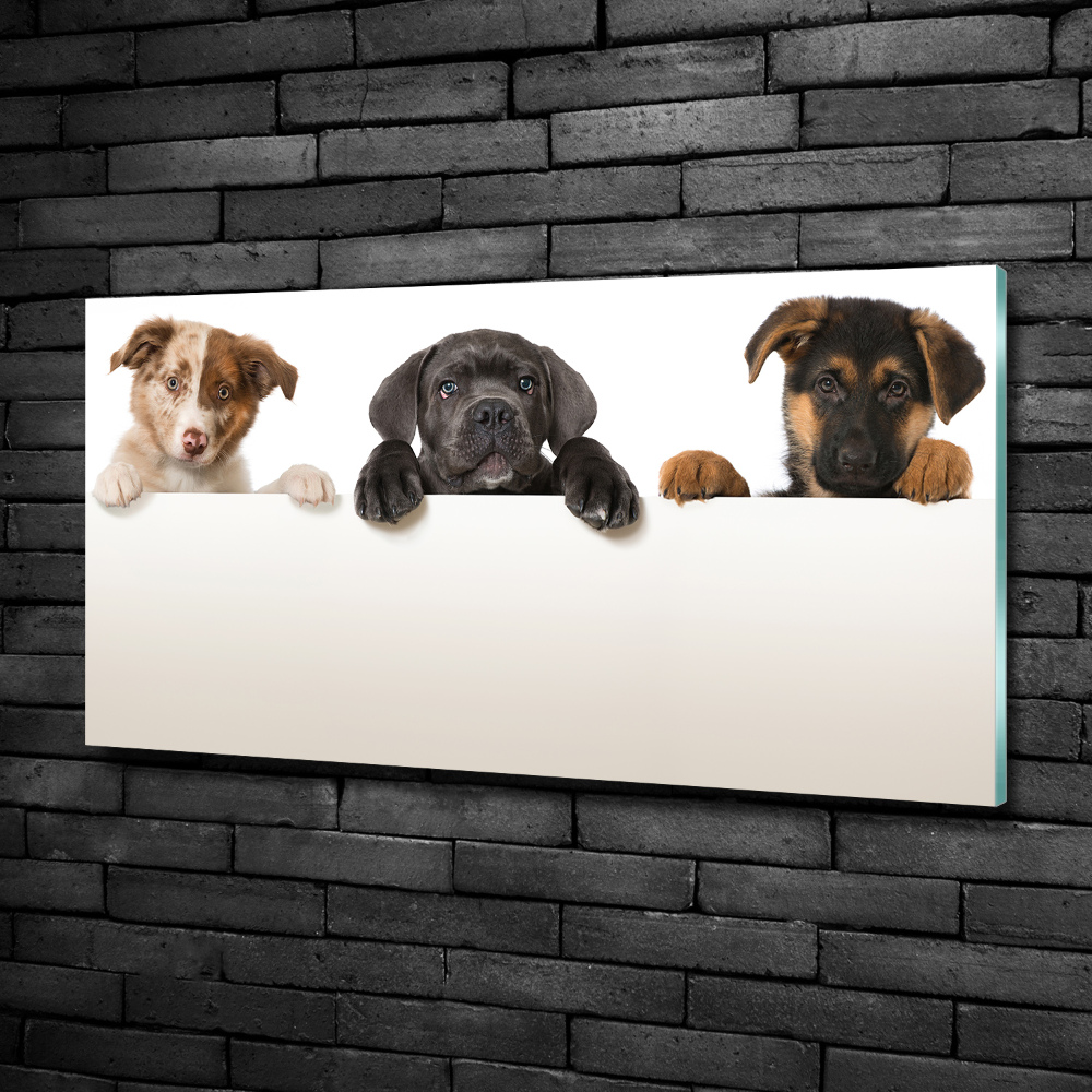 Wall art on glass Three puppies