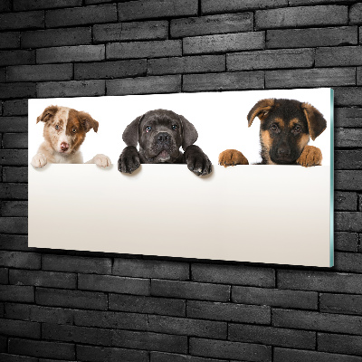 Wall art on glass Three puppies