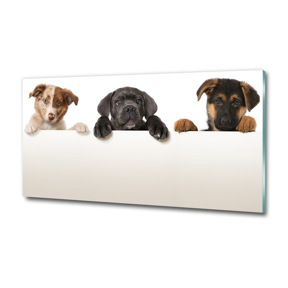 Wall art on glass Three puppies