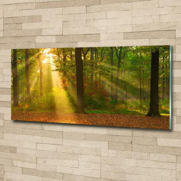 Glass wall art large Forest in the sun