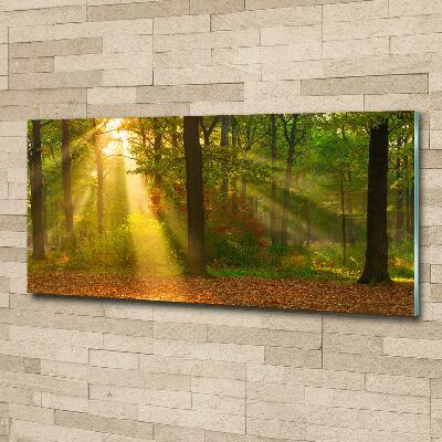 Glass wall art large Forest in the sun