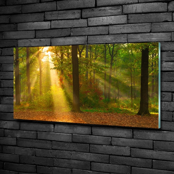 Glass wall art large Forest in the sun