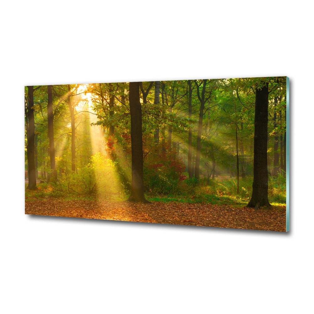 Glass wall art large Forest in the sun