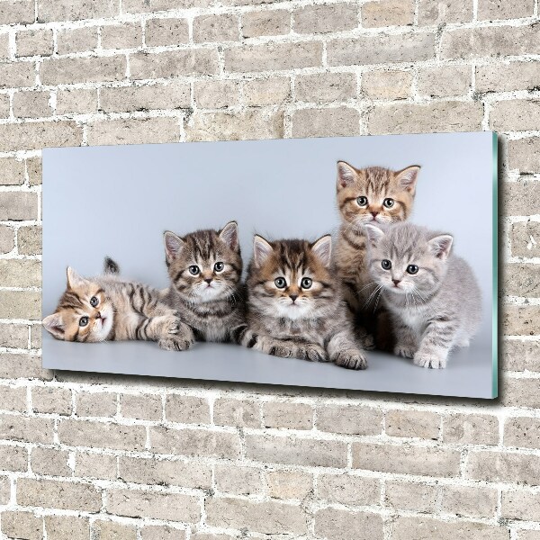 Glass art print Five cats