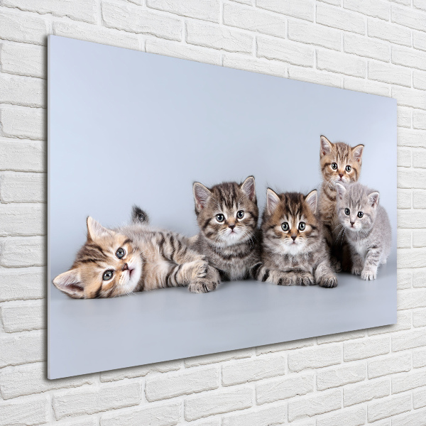 Glass art print Five cats