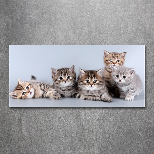 Glass art print Five cats