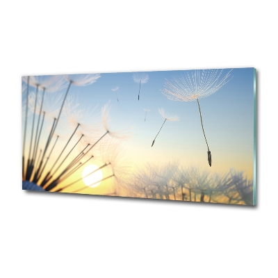 Photo printed on glass Dandelion seeds