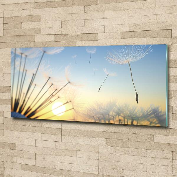 Photo printed on glass Dandelion seeds