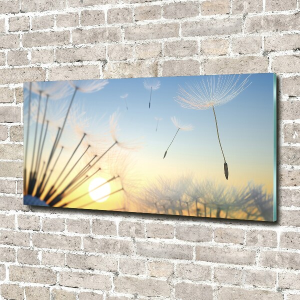 Photo printed on glass Dandelion seeds