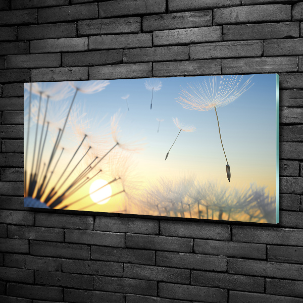 Photo printed on glass Dandelion seeds