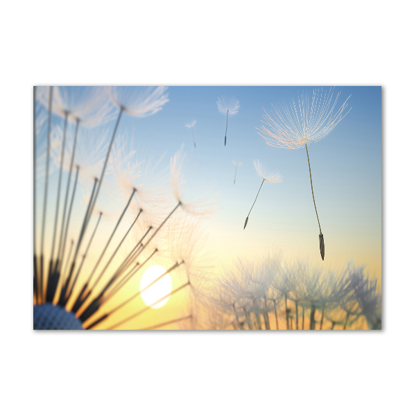 Photo printed on glass Dandelion seeds