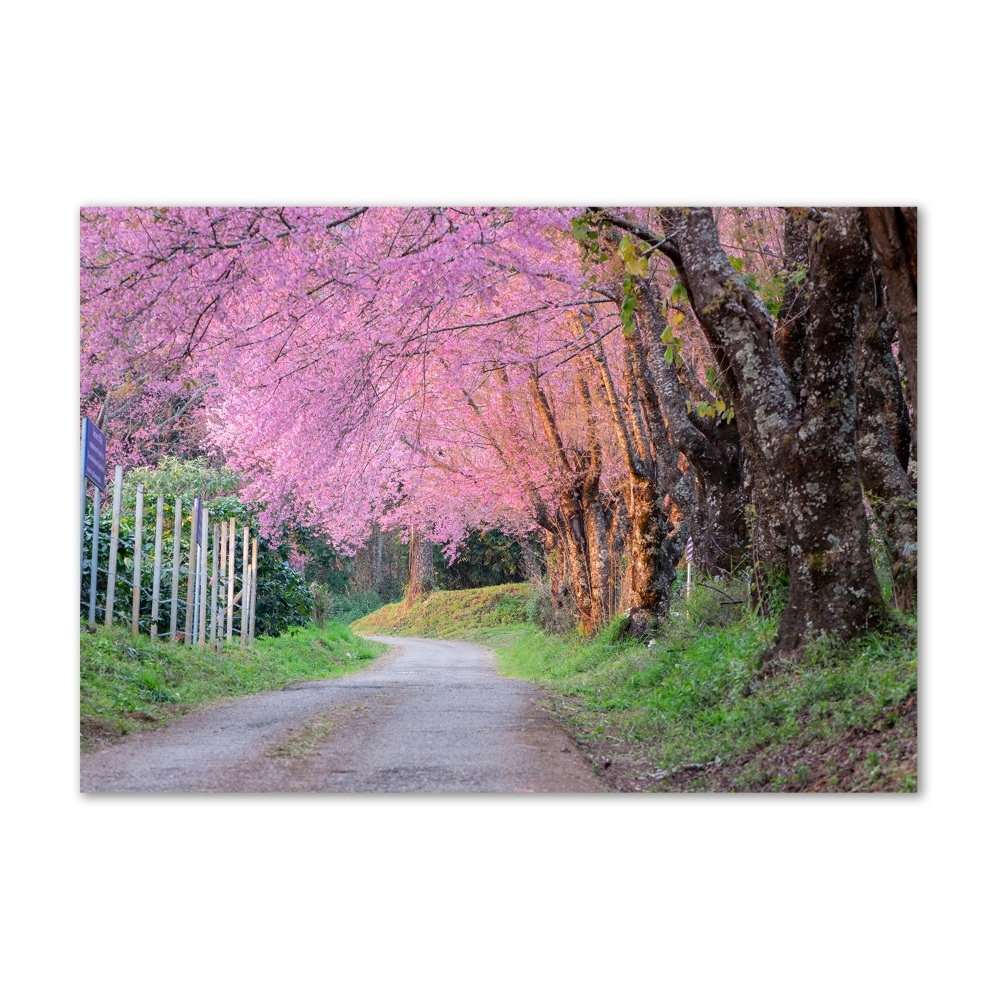 Glass picture print Cherry blossoms