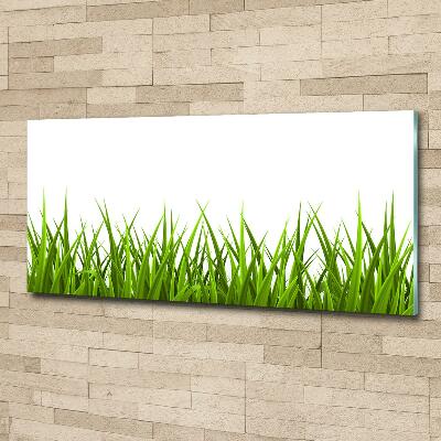 Photo printed on glass Grass