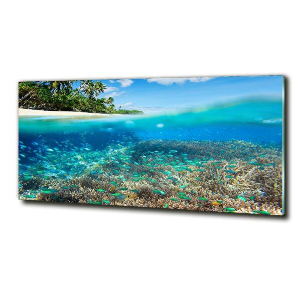 Glass picture print Coral reef