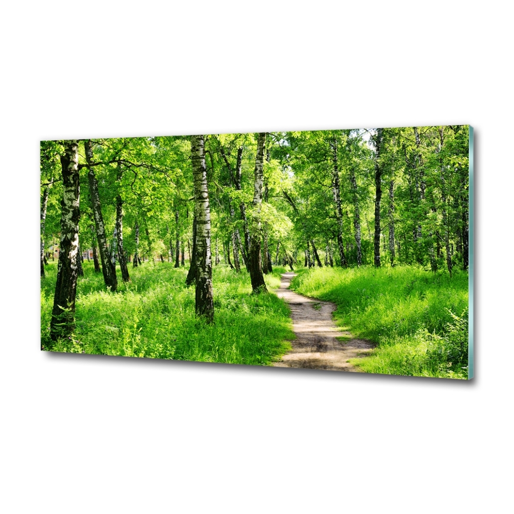 Glass picture print Birch forest