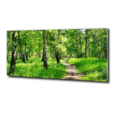 Glass picture print Birch forest