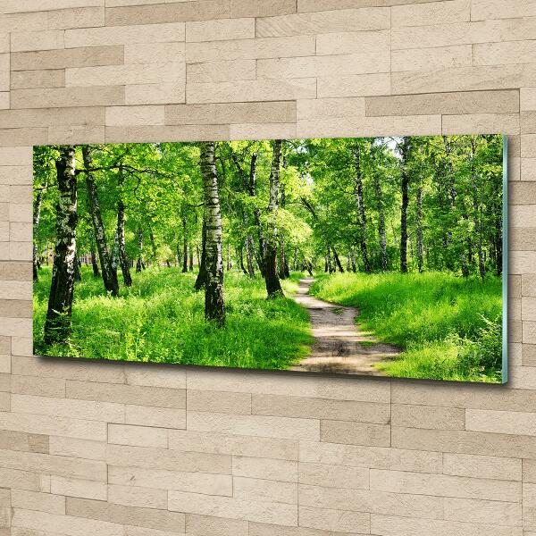 Glass picture print Birch forest