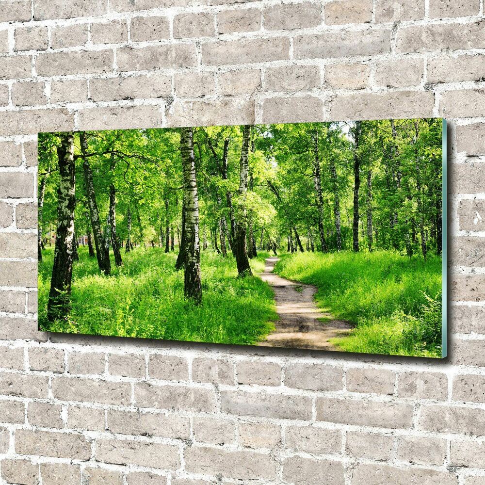 Glass picture print Birch forest