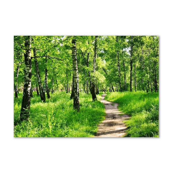 Glass picture print Birch forest