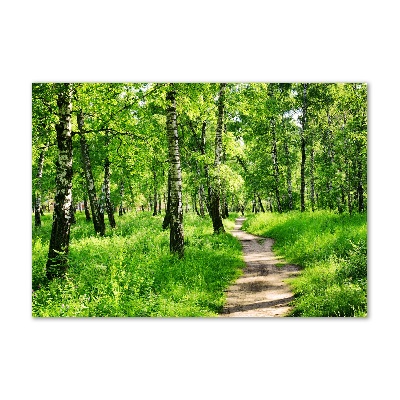 Glass picture print Birch forest