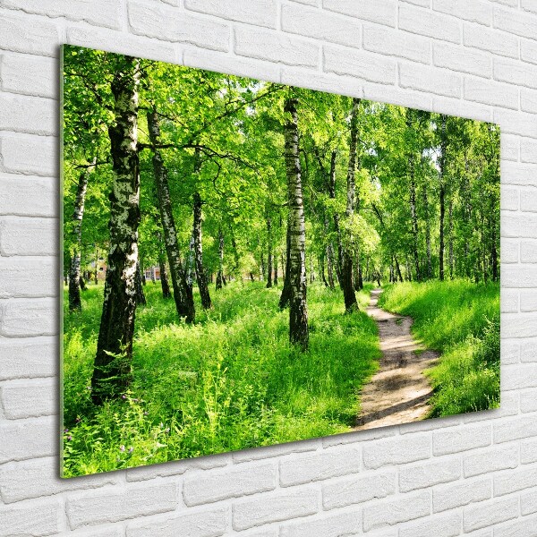 Glass picture print Birch forest