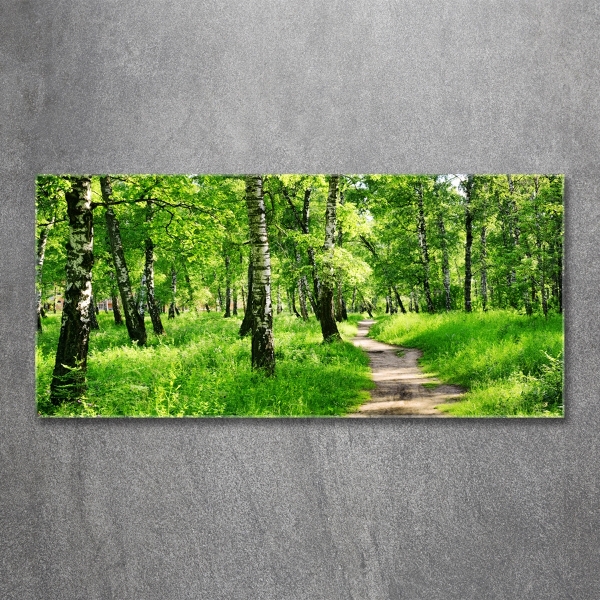 Glass picture print Birch forest