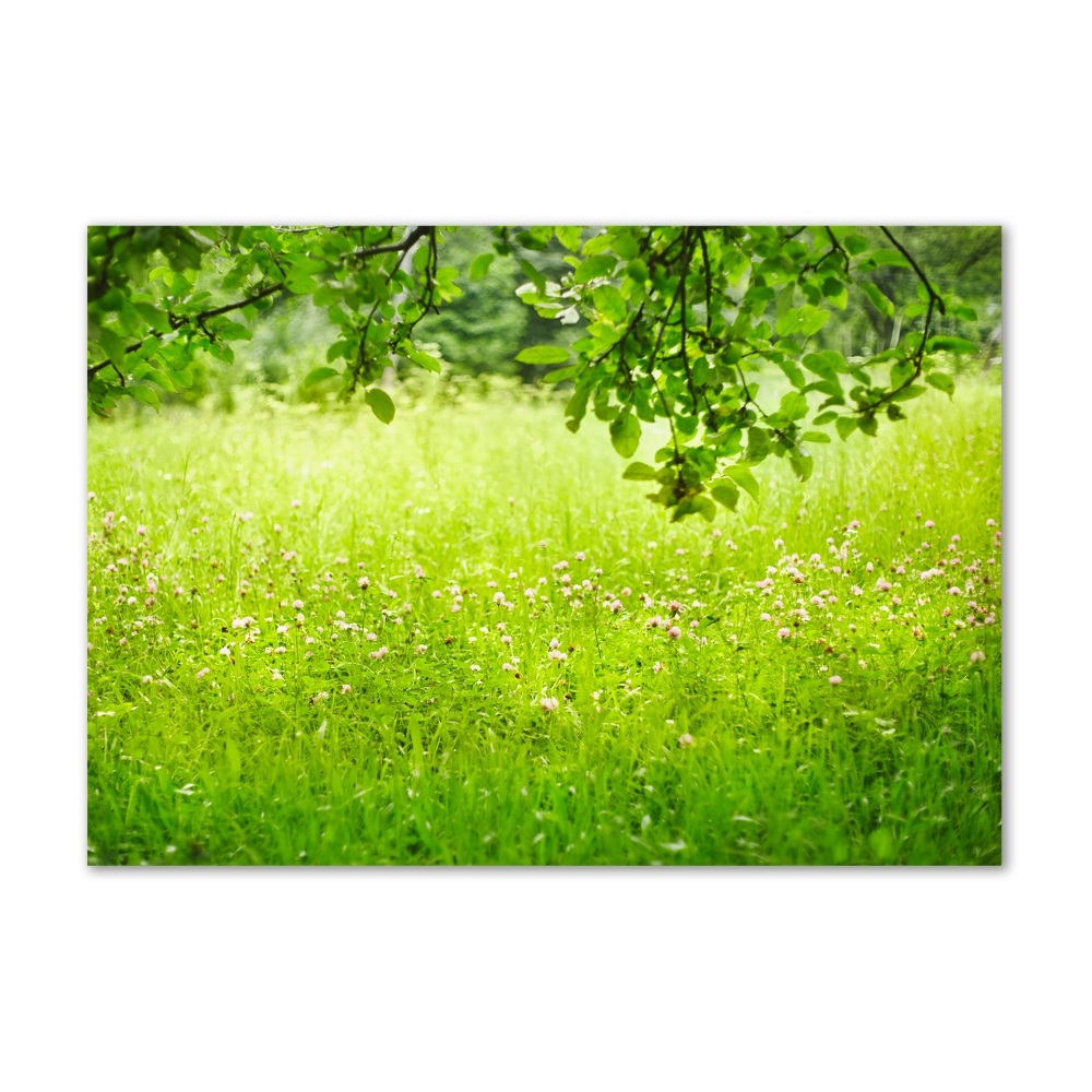 Wall art on glass Green meadow