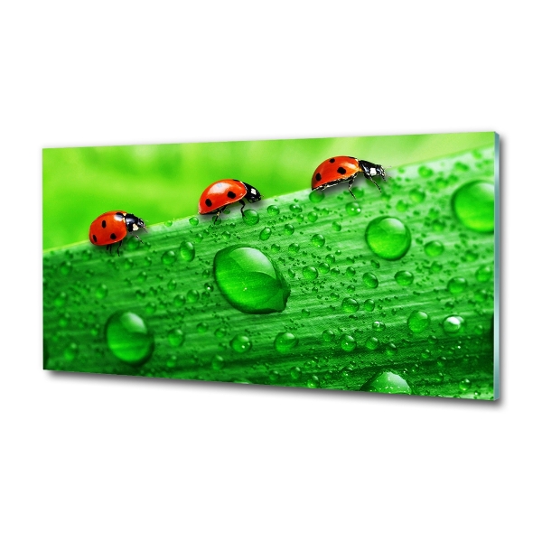 Glass art print Ladybugs on the grass