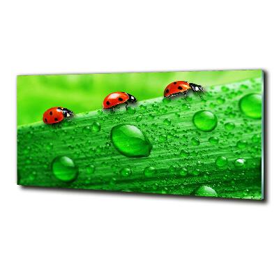 Glass art print Ladybugs on the grass