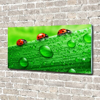 Glass art print Ladybugs on the grass