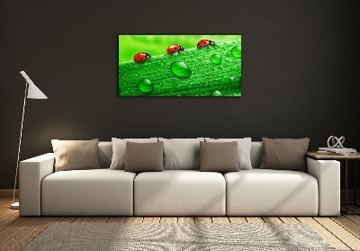 Glass art print Ladybugs on the grass