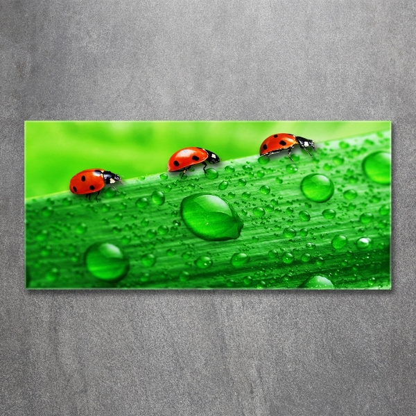 Glass art print Ladybugs on the grass