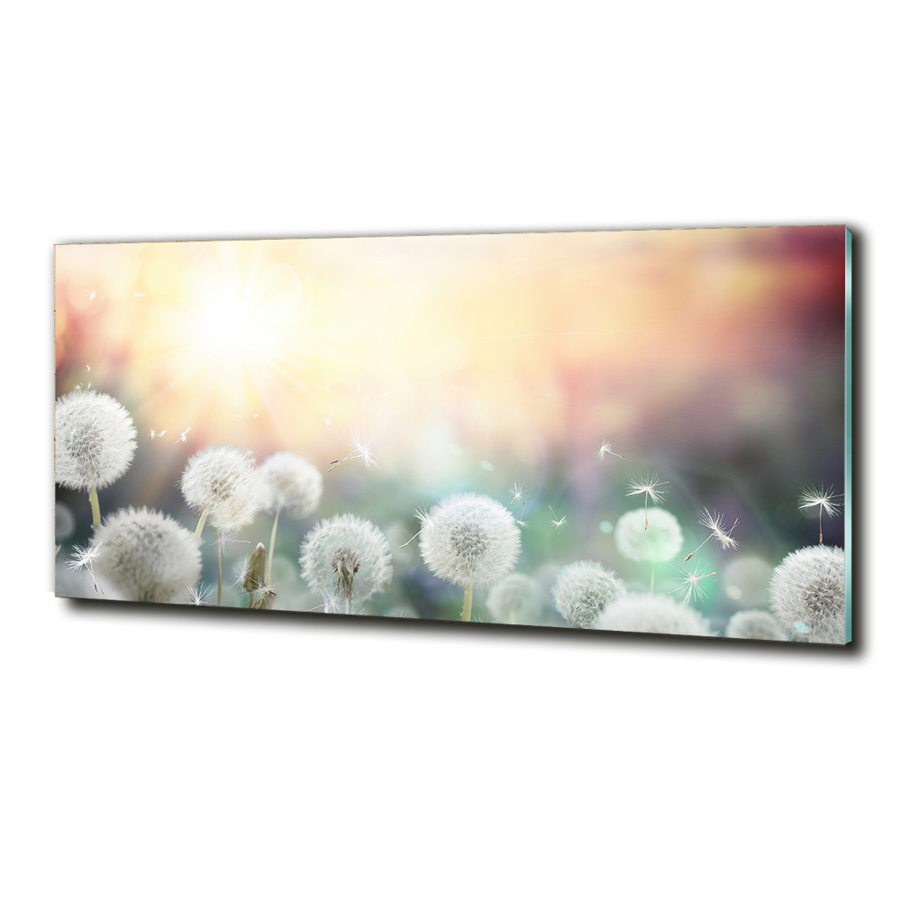 Printed glass wall art Dandelis pole