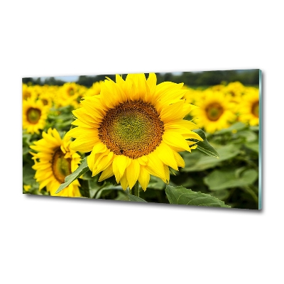 Glass picture wall art Sunflower field