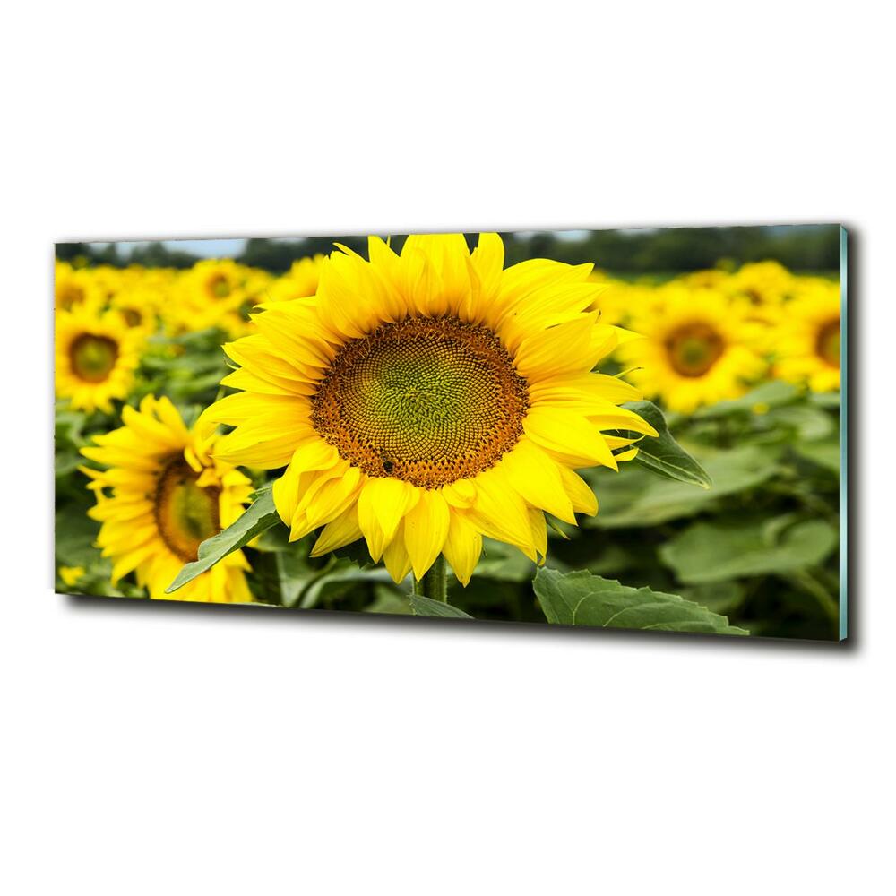 Glass picture wall art Sunflower field