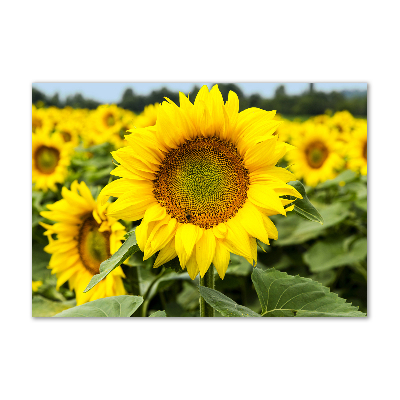 Glass picture wall art Sunflower field