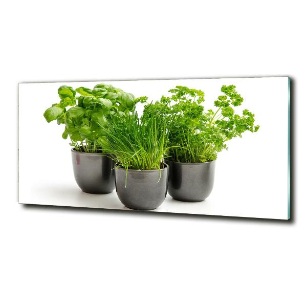 Photo printed on glass Herbs in pots