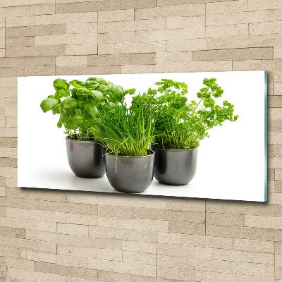 Photo printed on glass Herbs in pots