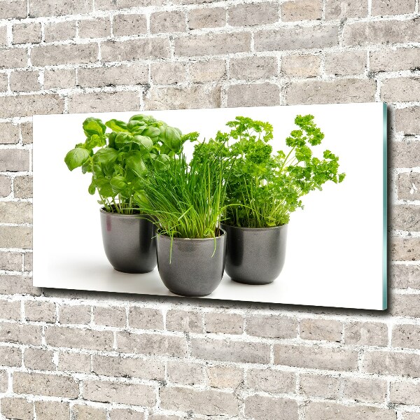 Photo printed on glass Herbs in pots