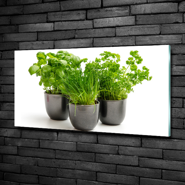 Photo printed on glass Herbs in pots