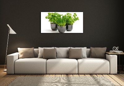 Photo printed on glass Herbs in pots